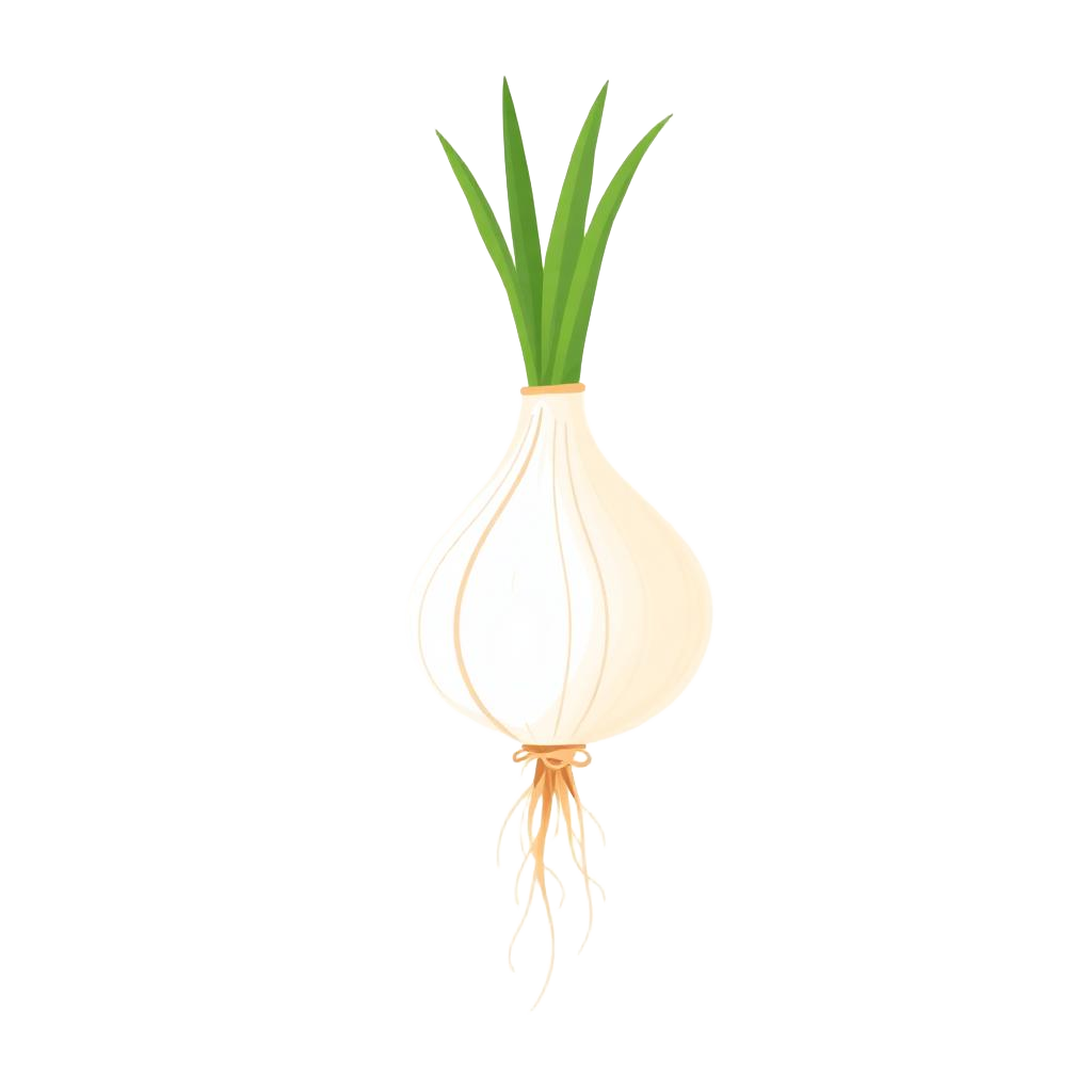 Sprouting onion illustration